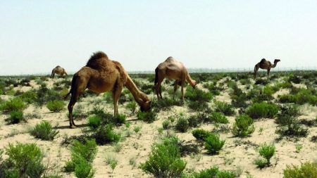 «بيئة أبوظبي» تحدد شروط الحصول على «ترخيص الرعي»