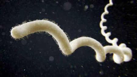 تحذير من مرض قاتل تنقله الفئران !