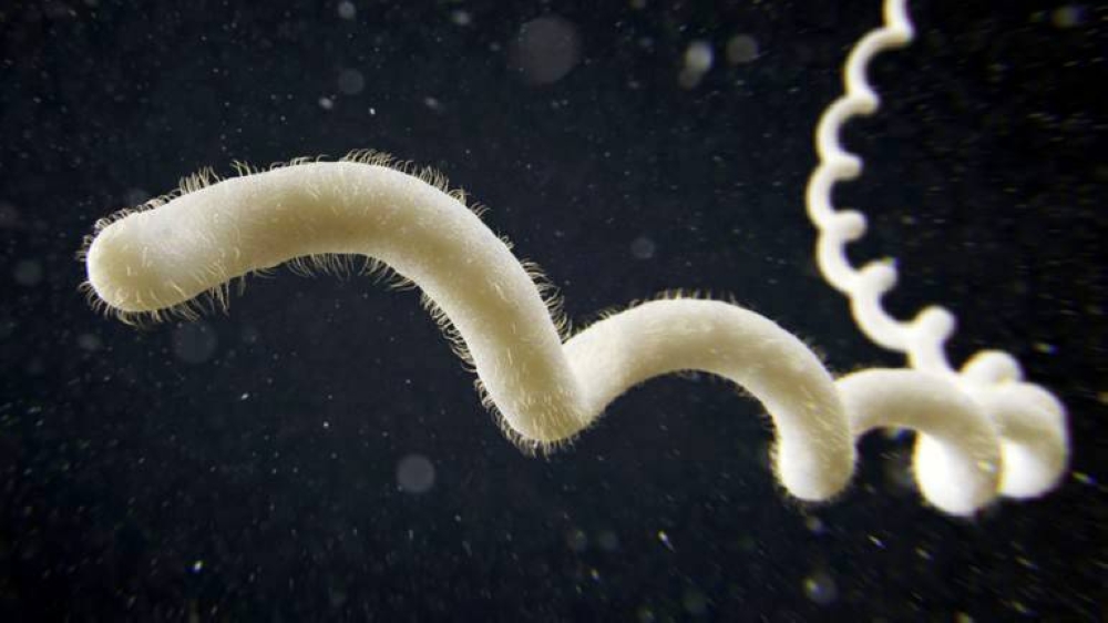 تحذير من مرض قاتل تنقله الفئران !