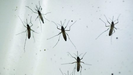 أطباء يدعون إلى حماية الجلد من لدغات البعوض بالكريمات والوقاية