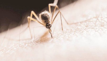 هذه الألوان جاذبة للبعوض.. تجنبها في ملابسك