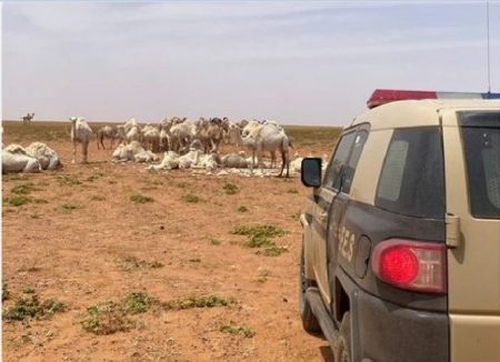 ضبط مواطن لارتكابه مخالفة رعي بمحمية الملك سلمان الملكية