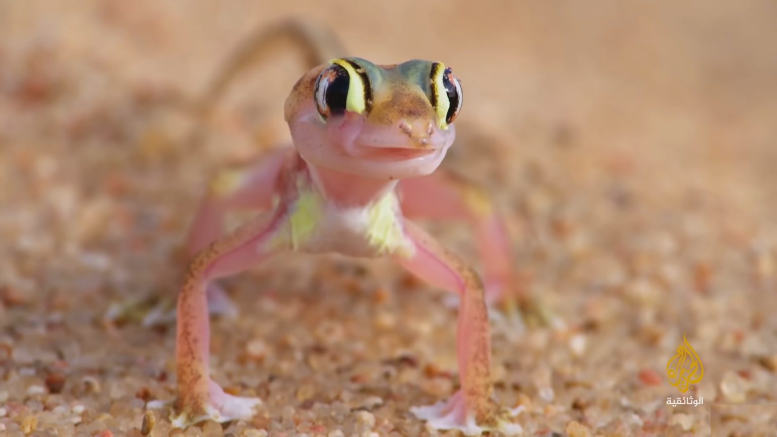 واحة في “ساحل الهياكل العظمية”.. مرحبا بكم إلى صحراء ناميبيا