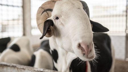 rewrite this title in Arabic Video. WATCH: Unlike other sheep, Senegal’s Ladoum lives in luxury