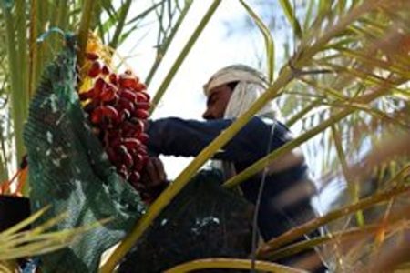 مبيعات التمور في المدينة المنورة تتجاوز 7.7 مليون ريال خلال الأسبوع الماضي