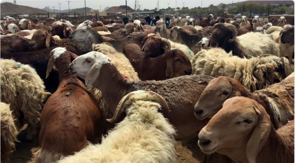 البيئة: أسواق ومسالخ الرياض تستقبل 115 ألف رأس من الماشية و14 ألف ذبيحة