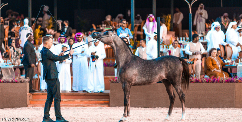 الجياد العربية 2025.. ألكسندر يخطف لقب «الأفحل»