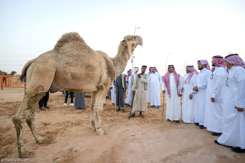 آل سلطان يقف على مزاد الإبل