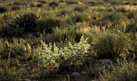 عودة نبتة "سالفيا سبينوزا" الطبية إلى وادي الأقرع بالحدود الشمالية بعد جهود الحماية البيئة