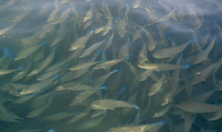 أسراب "سمك الحريد" تصل إلى شواطئ جزر فرسان