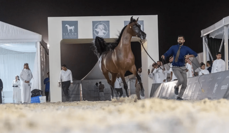 الخيل العربية.. علاقة أصيلة وجمال خالد يتجلى في بطولة القصيم