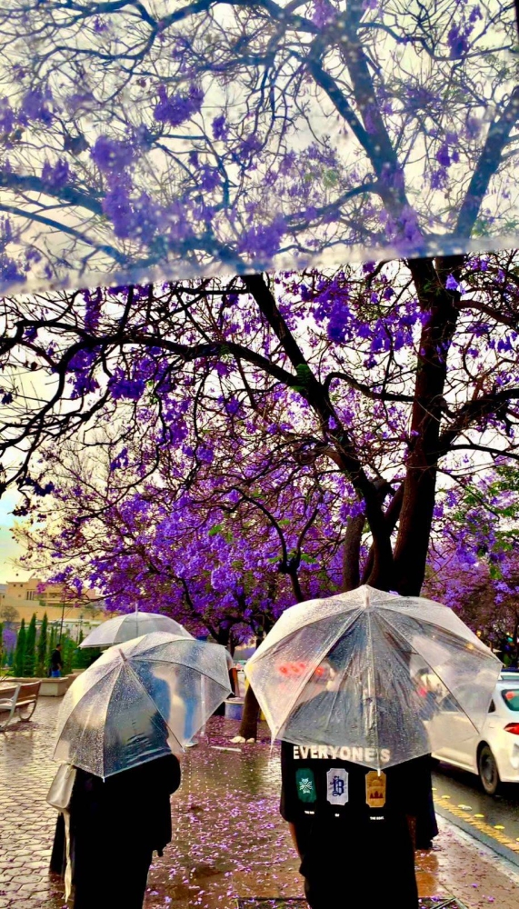 لوحة طبيعية ساحرة ترسمها الأمطار وأزهار الجاكرندا في شارع الفن بأبها