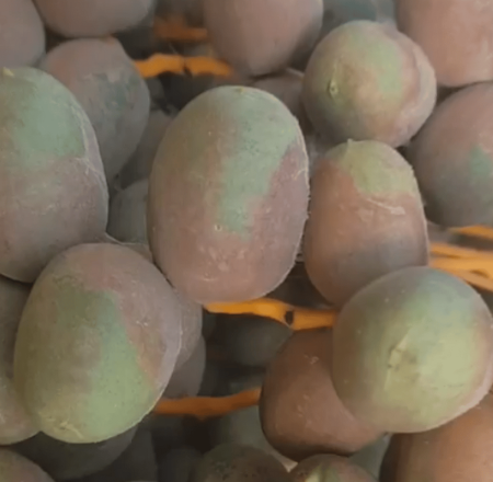 «الإرشاد الزراعي» تُحذر من أخطر الآفات على أشجار النخيل