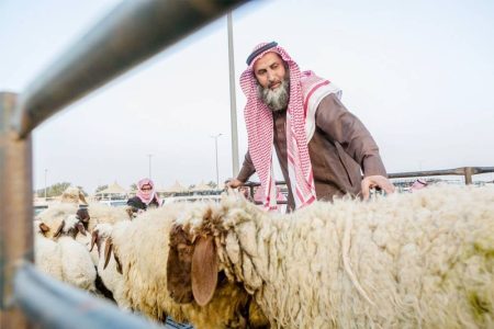 «الأضاحي» تدخل السوق الرقمية