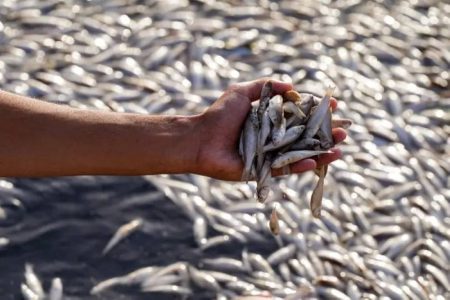 كارثة بيئية تهدد العراق.. نفوق جماعي للأسماك في النجف