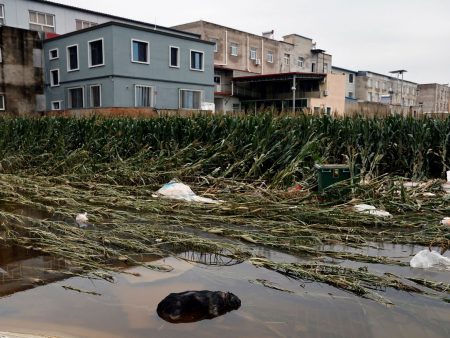فيضانات بجنوب غرب الصين تدمر عشرات المنازل والجسور