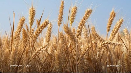 «البيئة»: نجاح تجاري لتجربة حصاد 3 أصناف مطورة من القمح المحلي بإنتاج 8 آلاف كجم للهكتار