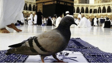 ما أسباب اختلاف حمام الحرم عن بقية أنواع الطيور؟.. باحث يجيب