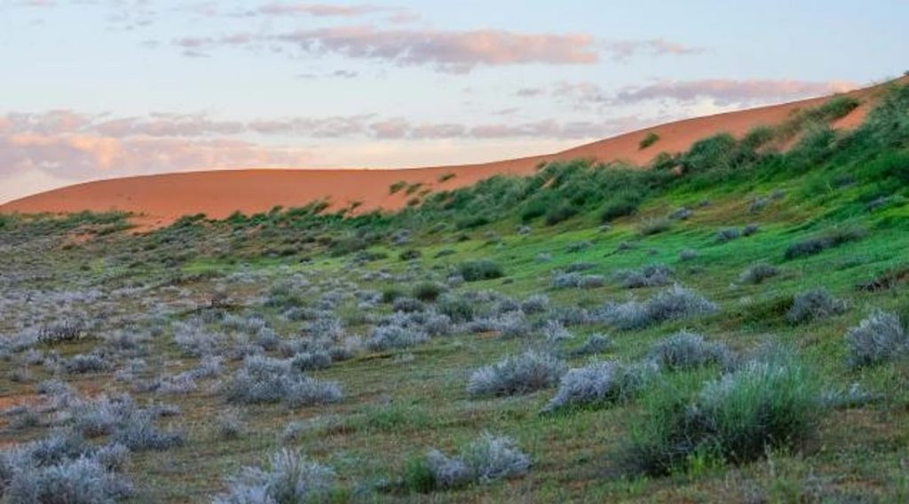 «عبدالعزيز الملكية» تعلن تحديث آلية الدخول والتنزه في منطقتي الصمان والدهناء