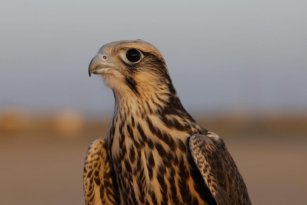 نادي الصقور السعودي يرفع أعداد «الوكري» المهدد بالانقراض إلى 14 صقرًا عبر برنامج «هدد»