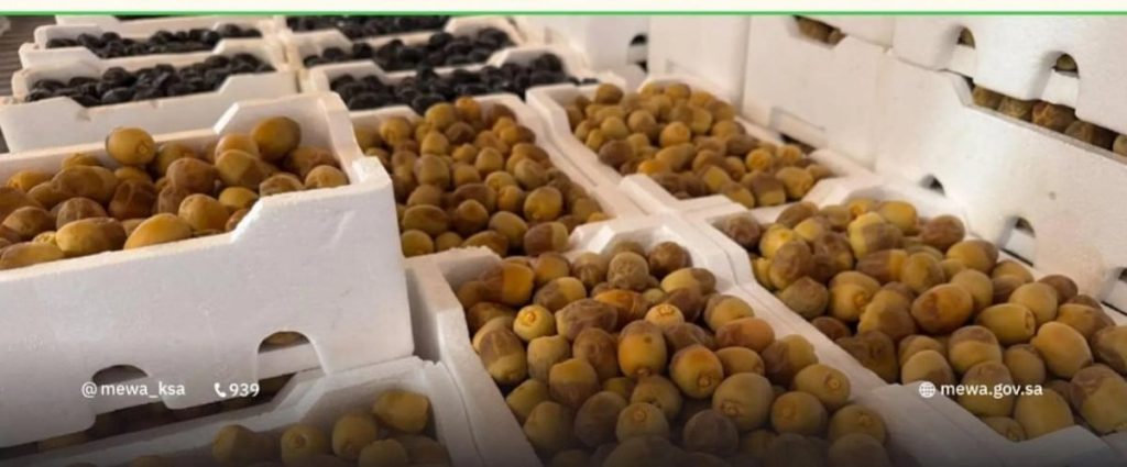 بواكير تمور المدينة المنورة تُنعش أسواق المملكة بأكثر من 58 صنفًا مع انطلاق موسم الحصاد