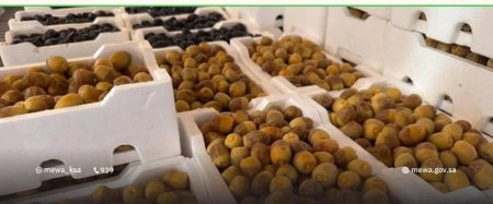 بواكير تمور المدينة المنورة تُنعش أسواق المملكة بأكثر من 58 صنفًا مع انطلاق موسم الحصاد