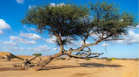 فريق بحثي سعودي يحقق نتائج واعدة في تحسين إنبات شجرة السمر ومقاومة للجفاف