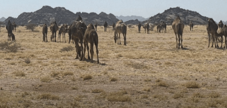 ضبط مخالفة رعي في مرعى الصهوة بالمدينة المنورة