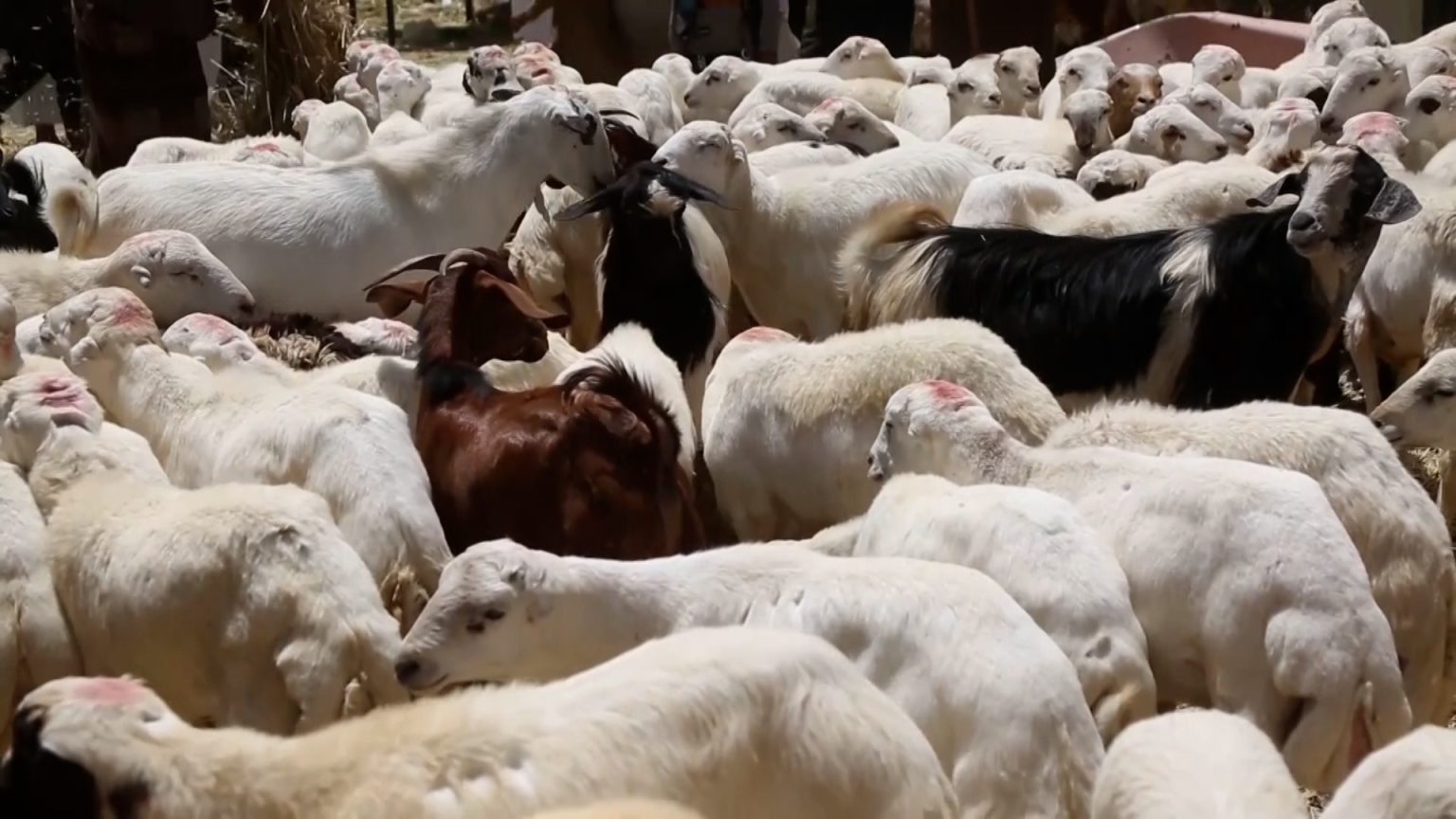 ارتفاع أسعار المواشي في عديد من الدول العربية مع اقتراب عيد الأضحى المبارك