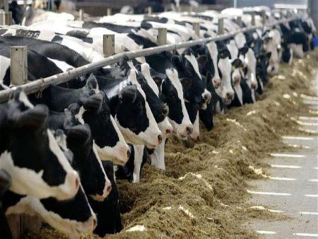 انطلاق المرحلة الثانية لمبادرة تمويل الأبقار عالية الإنتاج بحضور وزير الزراعة