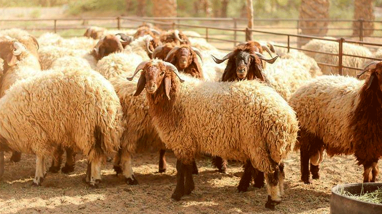 الزراعة تكشف عدد الأضاحي التي استقبلتها المجازر الحكومية حتى 3 أيام عيد الأضحى