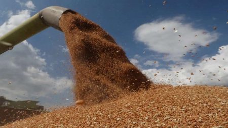 الزراعة: استيراد 4.9 مليون طن قمح و4.2 مليون طن من الذرة الصفراء منذ بداية يناير 2025