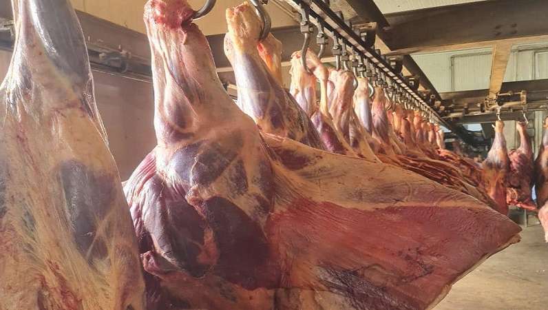 اقبال كبير من المواطنين على منافذ بيع اللحوم استعدادًا لعيد الأضحى.. فيديو