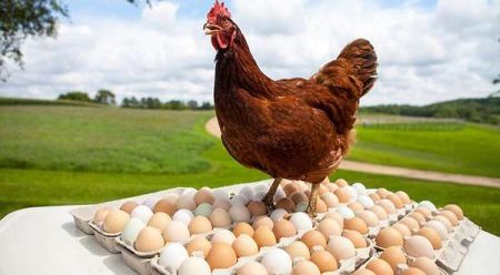 البلدي يواصل ثباته.. أسعار الفراخ البيضاء والبيض اليوم الثلاثاء 29 يوليو 2025