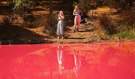 ظاهرة «مدّ أحمر» غير مسبوقة تقتل آلاف الكائنات البحرية في أستراليا