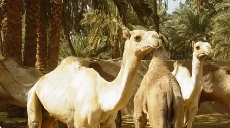 «الإرشاد الزراعي»: المياه النظيفة تحافظ على صحة الإبل وإنتاجيتها