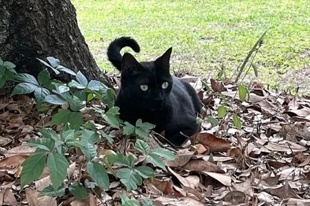 القط "بيبر" يساعد في اكتشاف فيروس جديد