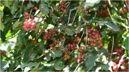 متحدث «التنمية الريفية»: مشروع «ريف السعودية» يطلق استدامة لتطوير شتلات البن