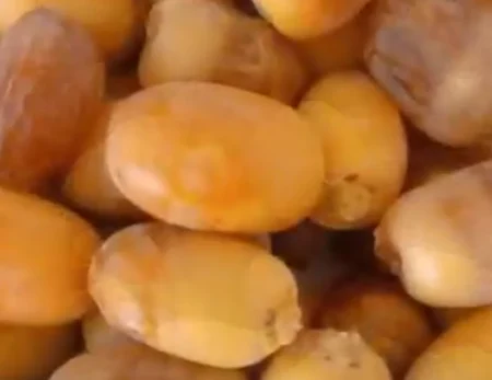 الإرشاد الزراعي: طرق تخزين ثمار النخيل الجيدة تحقق أقصى عائد اقتصادي