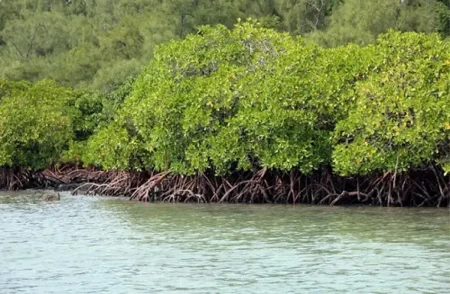 "الغطاء النباتي": زراعة 52 مليون شجرة مانجروف على سواحل المملكة