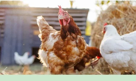 لدعم صغار المربين.. «البيئة» تُطلق خدمتي ترخيص التربية الريفية للدواجن والماشية