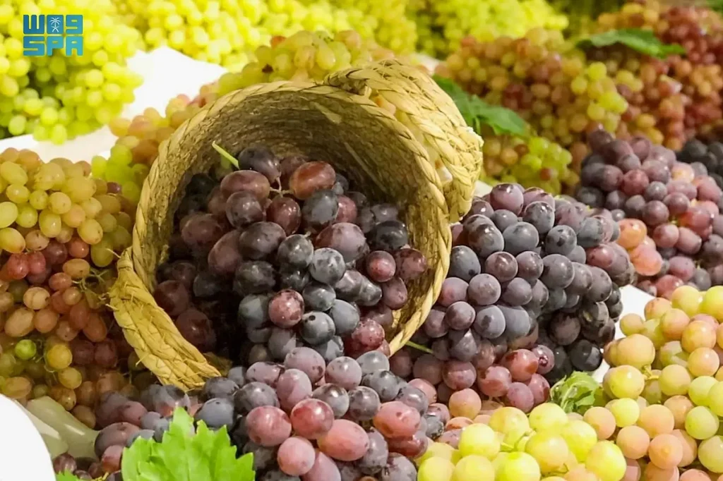 زراعة العنب في القصيم.. إنتاج نوعي يعزّز تنوّع المحاصيل ويدعم الاقتصاد المحلي