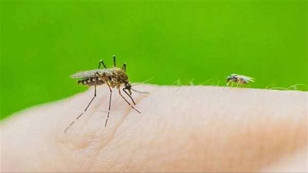 الولايات المتحدة تدرس التحذير من السفر إلى الصين بعد تفشي «حمى شيكونغونيا»