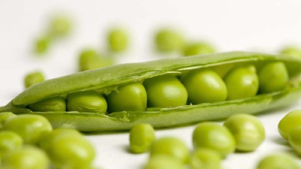 البازلاء الخضراء كنز من الفوائد الصحية.. 7 أسباب تدعوك لإدخالها في نظامك الغذائي
