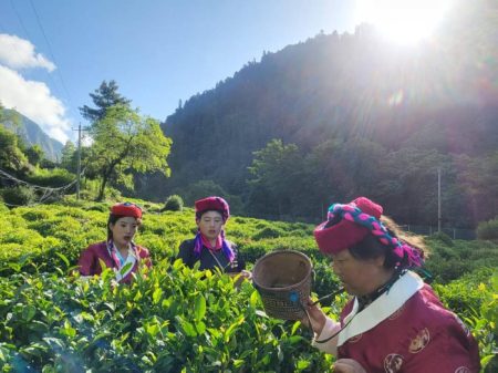 زراعة الشاي