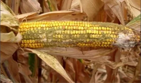 مختص: بعض الفطريات السامة في المحاصيل قد تسبب سرطان الكبد