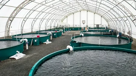 «الإرشاد الزراعي» تحذر أصحاب مشاريع الاستزراع السمكي من تلون مياه الأحواض