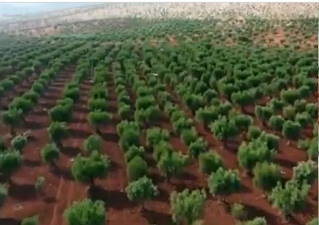 مسؤول بـ«الغطاء النباتي»: زراعة 151 مليون شجرة وتأهيل أكثر من 500 ألف هكتار