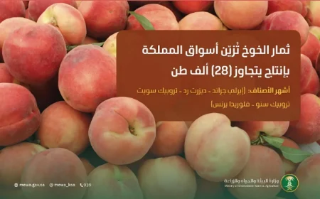 ثمار الخوخ تُزيّن أسواق المملكة.. وإنتاجها المحلي يتجاوز 28 ألف طن