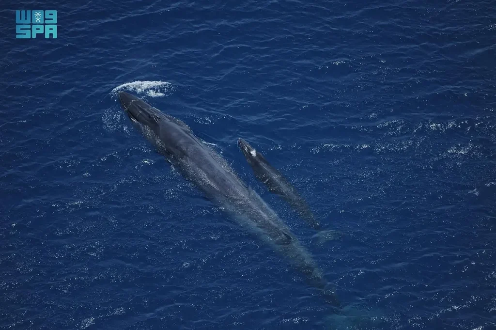 «الحياة الفطرية» توثق أكثر من 84 ألف طائر بحري و1219 من الكائنات البحرية الكبيرة في 2025